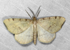 Macaria evagaria