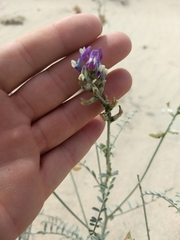 Astragalus magdalenae