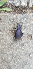 Carabus scabrosus