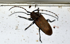 Celosterna scabrator