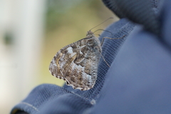 Hipparchia semele