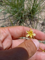 Hoffmannseggia drepanocarpa