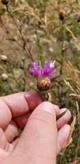 Centaurea thuillieri
