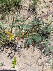 Hoffmannseggia drepanocarpa