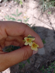 Hoffmannseggia drepanocarpa