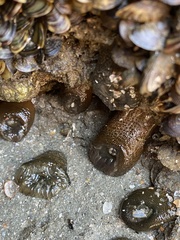 Bunodosoma cavernatum