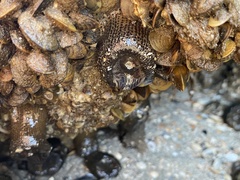 Bunodosoma cavernatum