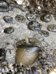 Bunodosoma cavernatum