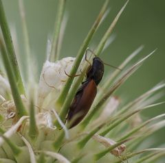 Agriotes ustulatus