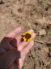 Helianthus ciliaris