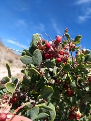 Stegnosperma halimifolium