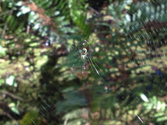 Leucauge argyrobapta image