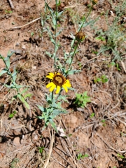 Helianthus ciliaris