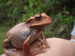 Gastrotheca ovifera