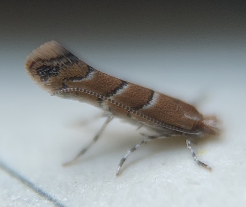 Pecan Leafminer Moth photo 2