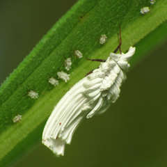 Ortheziidae