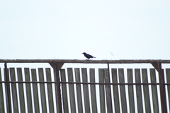 Corvus imparatus