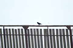 Corvus imparatus