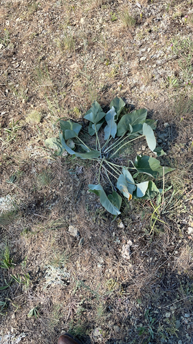 iNaturalist observation 2021-07-04