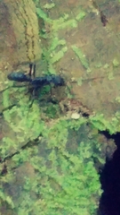 Neoponera apicalis