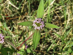 Crusea hispida