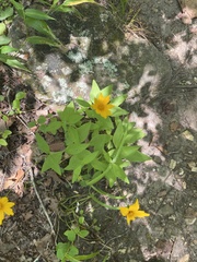 Coreopsis pubescens