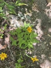 Coreopsis pubescens