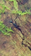 Neoponera apicalis