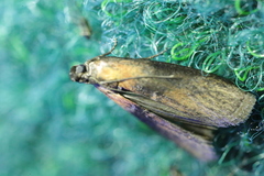 Sciota fumella