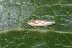 Zygina flammigera