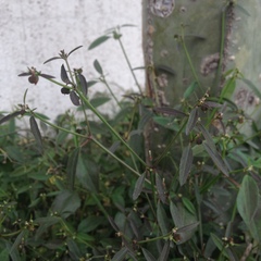 Euphorbia graminea