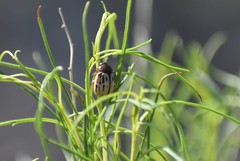Leptinotarsa lineolata