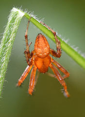 Araneus alsine