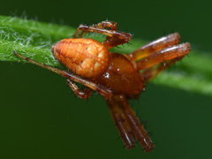 Araneus alsine