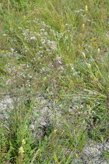 Gypsophila altissima