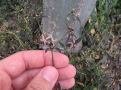 Euphorbia graminea