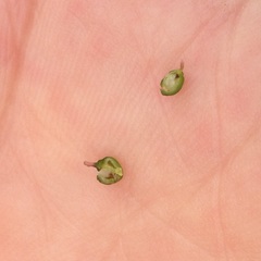 Euphorbia graminea
