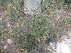 Euphorbia graminea