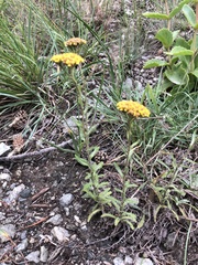 Achillea tomentosa