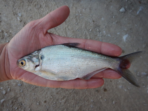 American Gizzard Shad