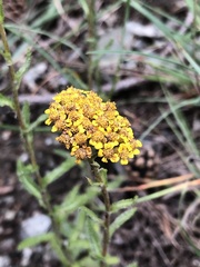Achillea tomentosa