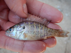 Lepomis humilis
