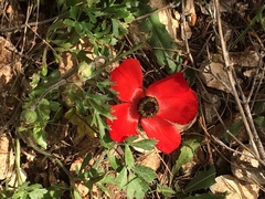 Ranunculus asiaticus