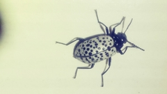 Cuphotes elongatus