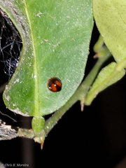 Pentilia chelsea