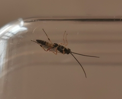 Campopleginae