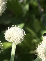 Angelica capitellata
