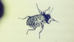 Cuphotes elongatus