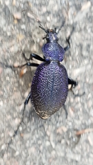 Carabus scabrosus