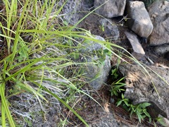 Carex debilis rudgei